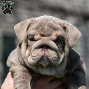 Indigo Pearl, English Bulldog Puppy